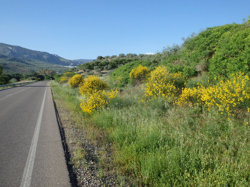 Broom Plant; Genisteae.